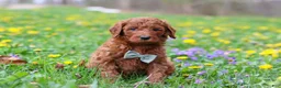 Goldendoodle dogs for sale: Benson F1b - Ad 1