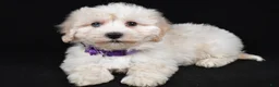 Maltipoo dogs for sale: Hannah - Ad 1