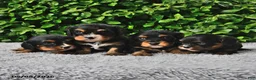 Cavachon dogs for sale: Benji - Ad 5