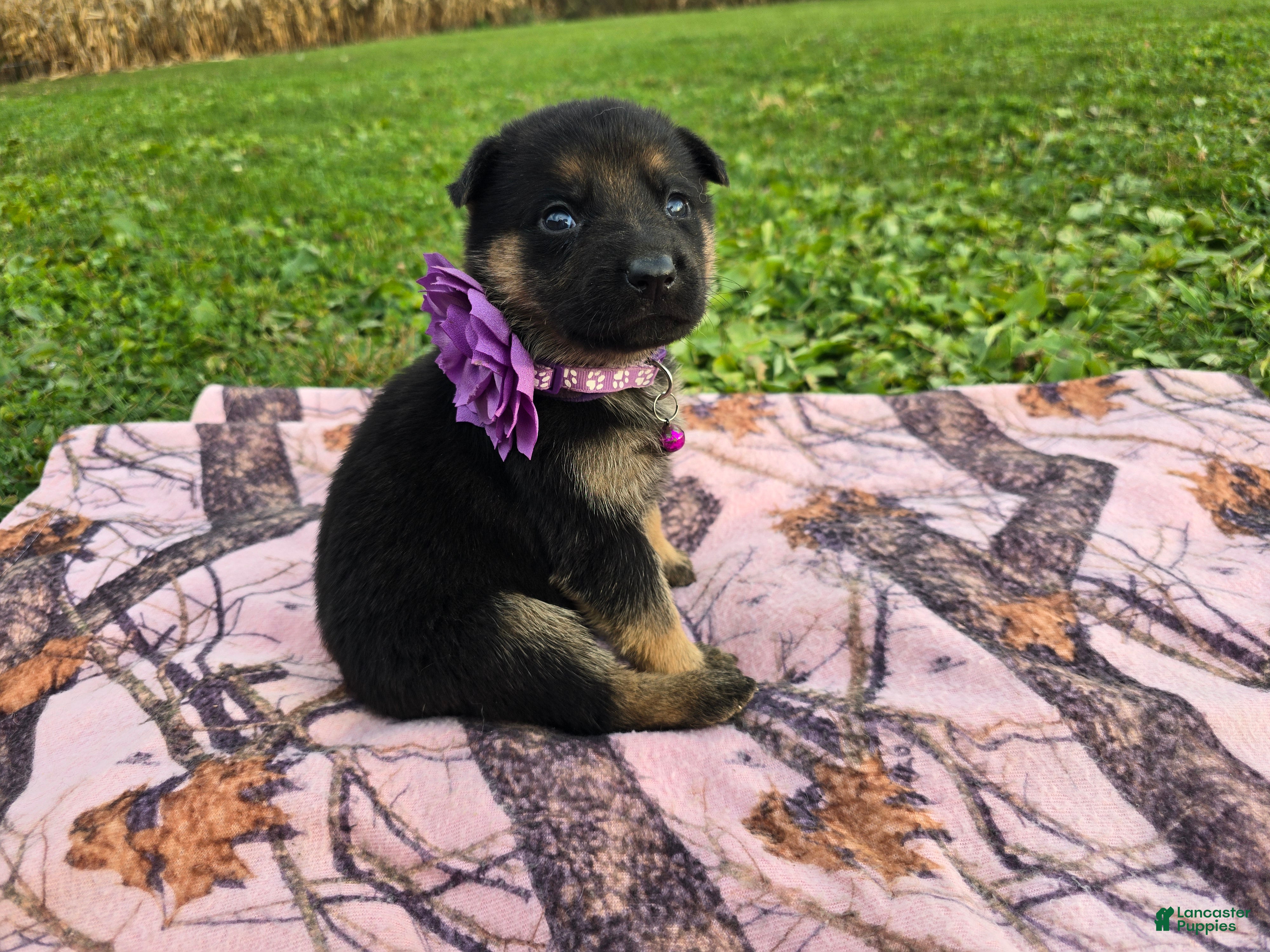 German Shepherd dogs for sale: German Shepherd 8 - Ad 2