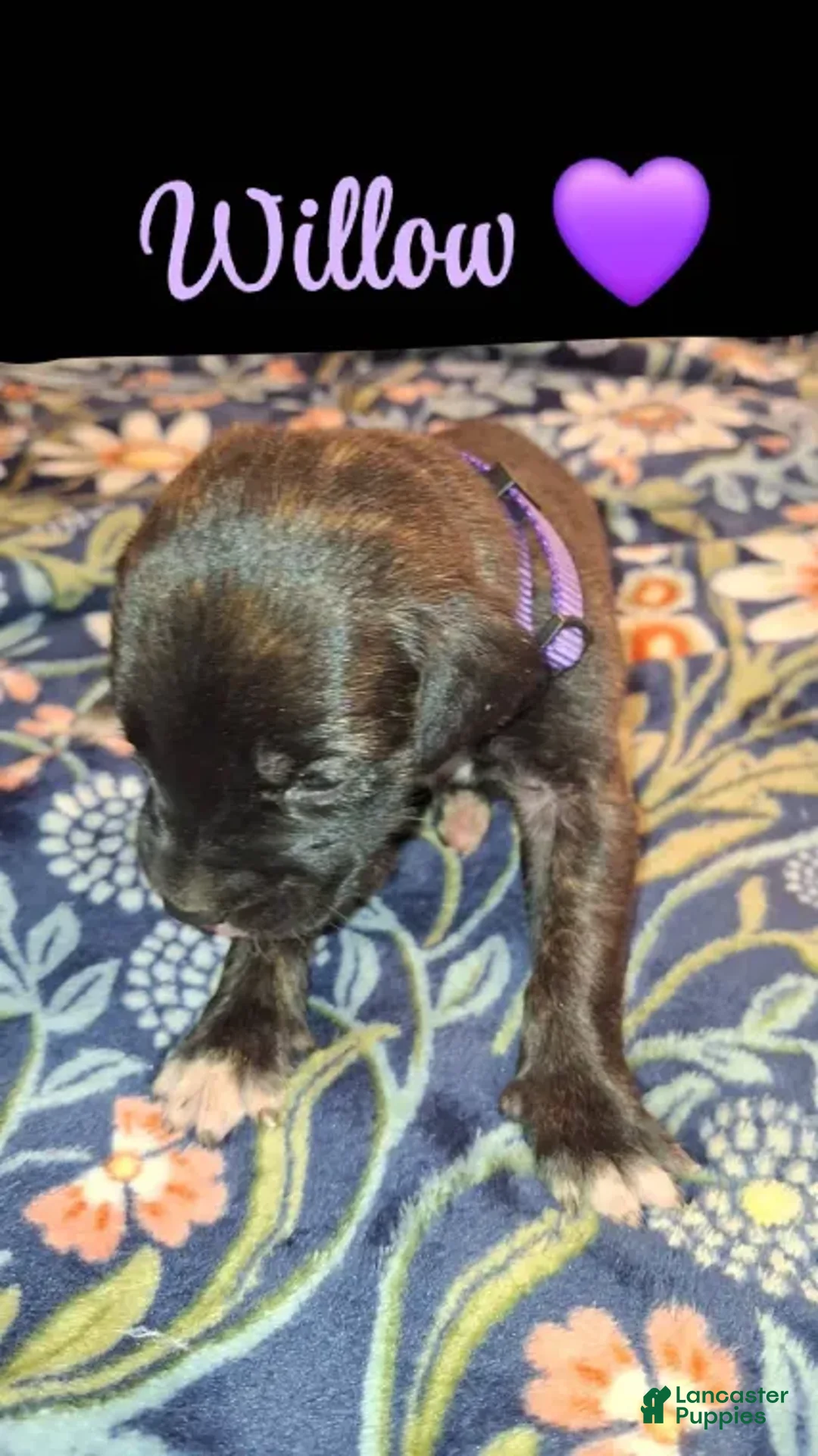 English Mastiff dogs for sale: Willow, Brindle English Mastiff Puppy - Ad 3