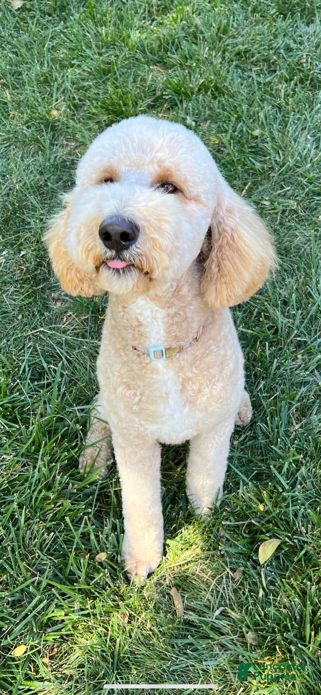 Goldendoodle dogs for sale: Forest - Ad 2