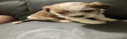 Mixed Breed dogs for sale: Unique - Ad 16
