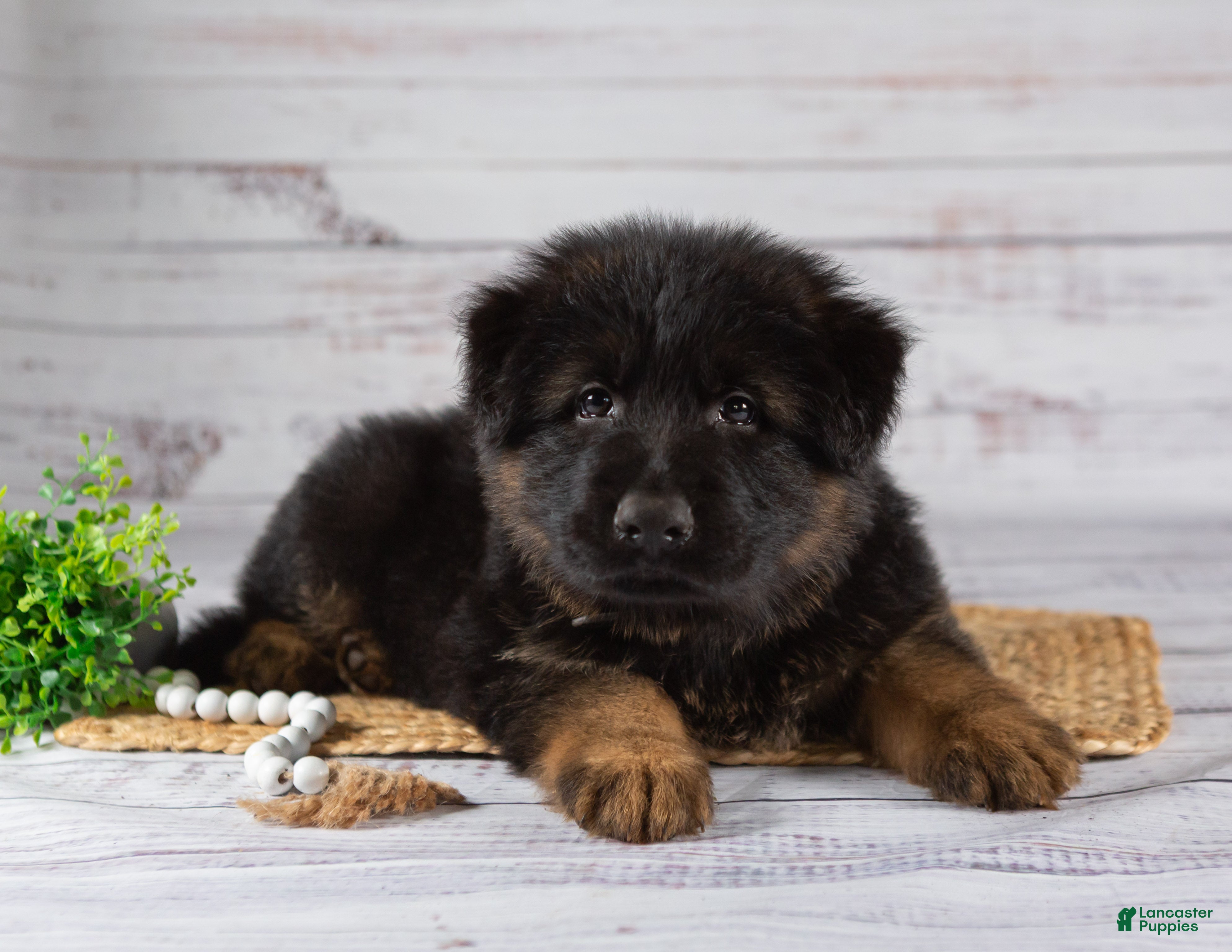 Shepherd Mix German Shepherd Puppies Adoption Near Me German