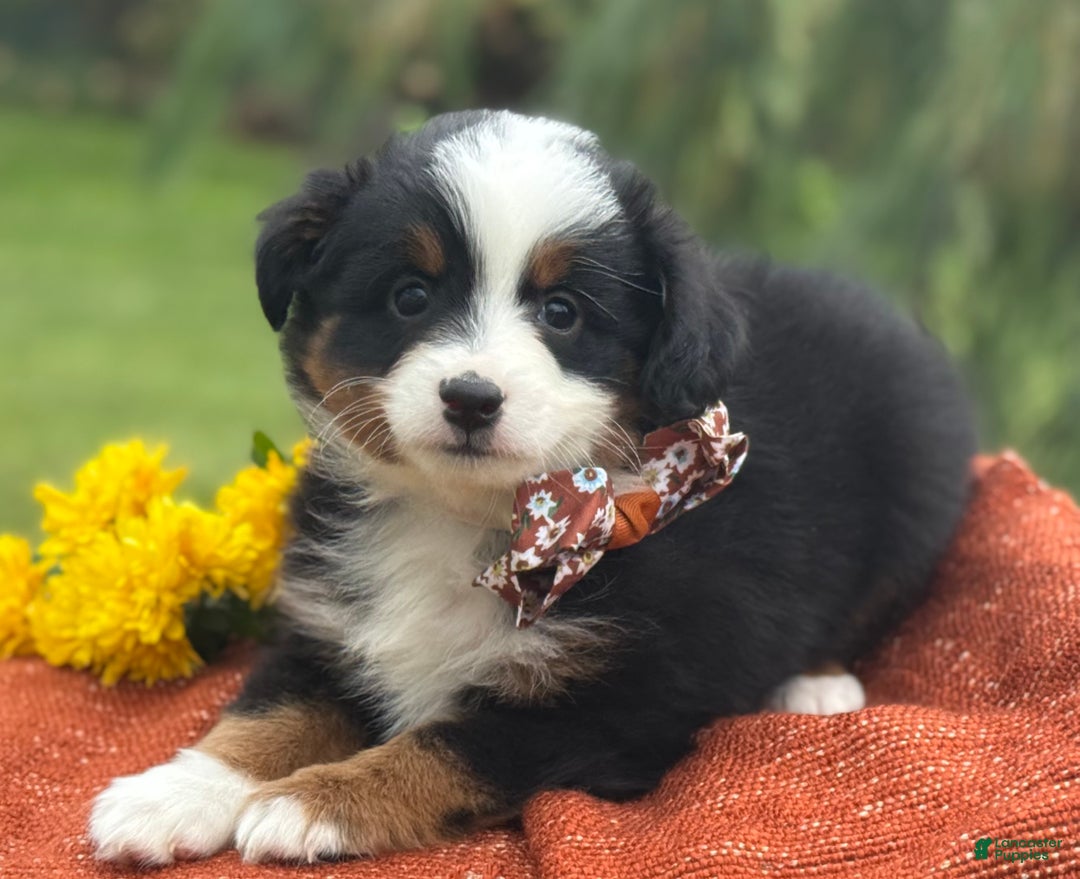 Miniature Australian Shepherd dogs for sale: Taz - Ad 11