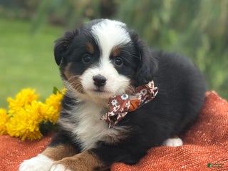 Miniature Australian Shepherd dogs - Ad 2