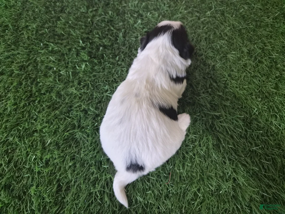 Yorkshire Terrier dogs for sale: Chloe - Ad 6