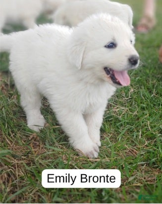 Great Pyrenees dogs Emily Bronte - Ad 2