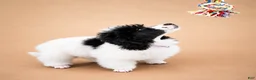 Miniature Poodle dogs for sale: Meadow - Ad 6