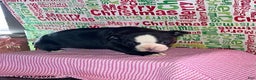 Boston Terrier dogs for sale: Friendly - Ad 2