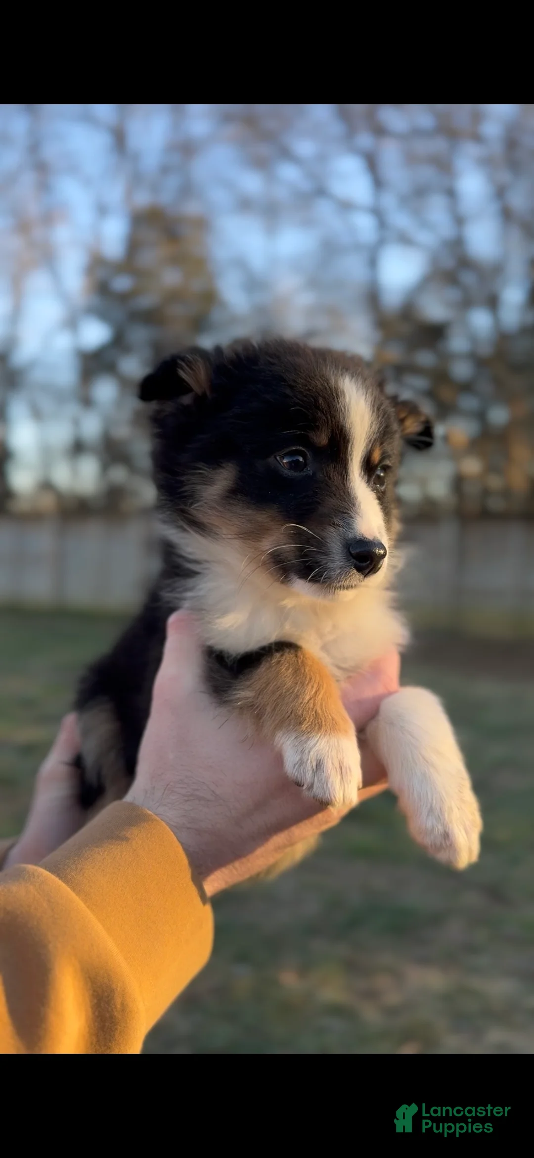 Miniature Australian Shepherd dogs for sale: Ranger - Ad 3