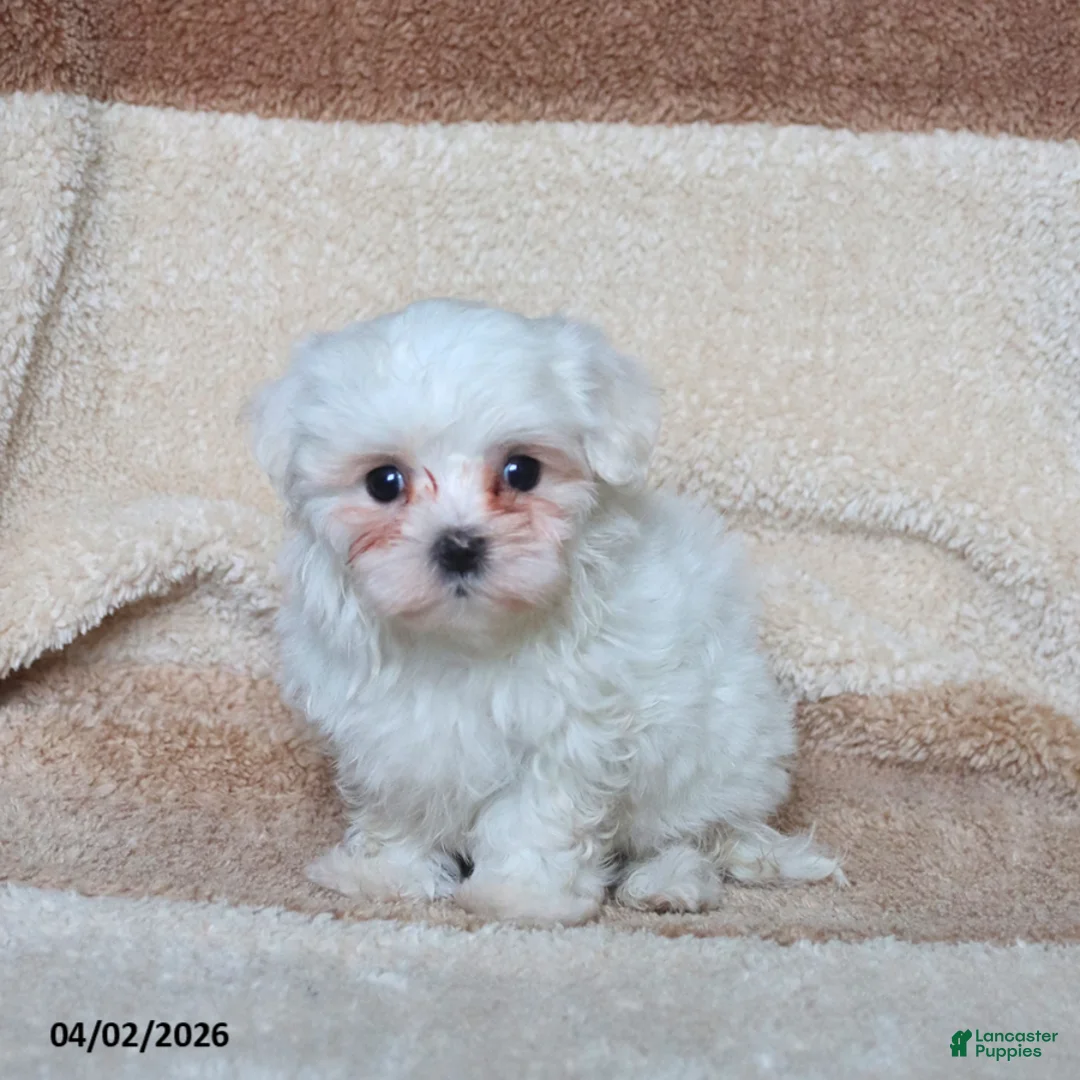 Maltese dogs for sale: Snowball - Ad 5