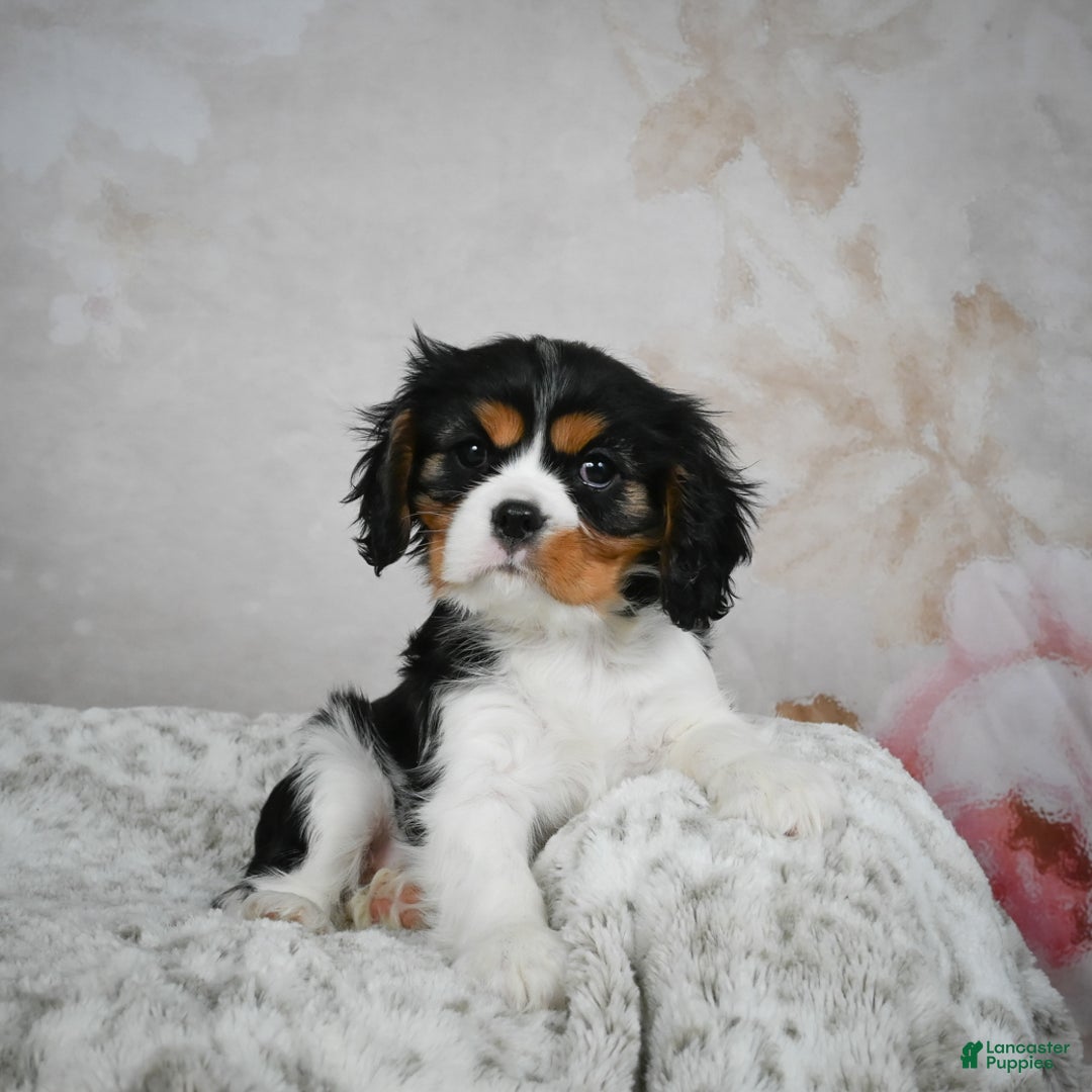 Cavalier King Charles Spaniel dogs for sale: Lincoln - Ad 7