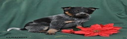 Australian Cattle Dog dogs for sale: Oscar - Ad 4