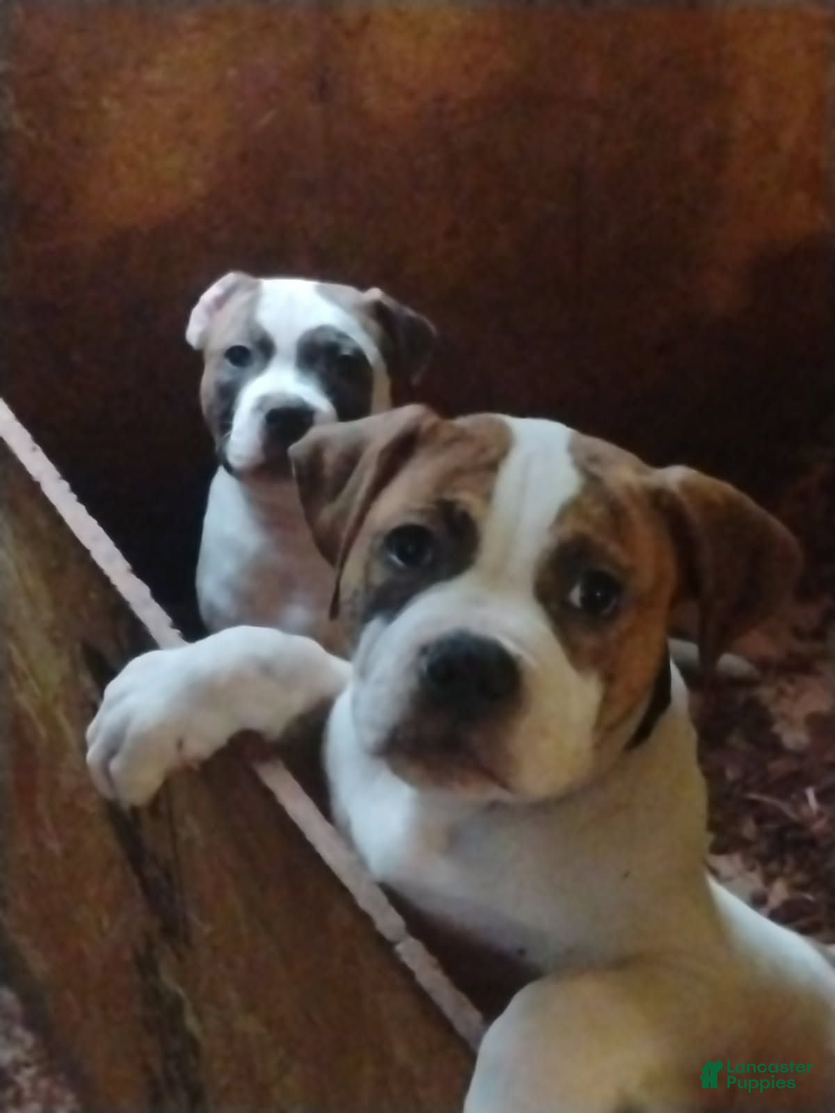 American Bulldog dogs American Bulldog 2 - Ad 14