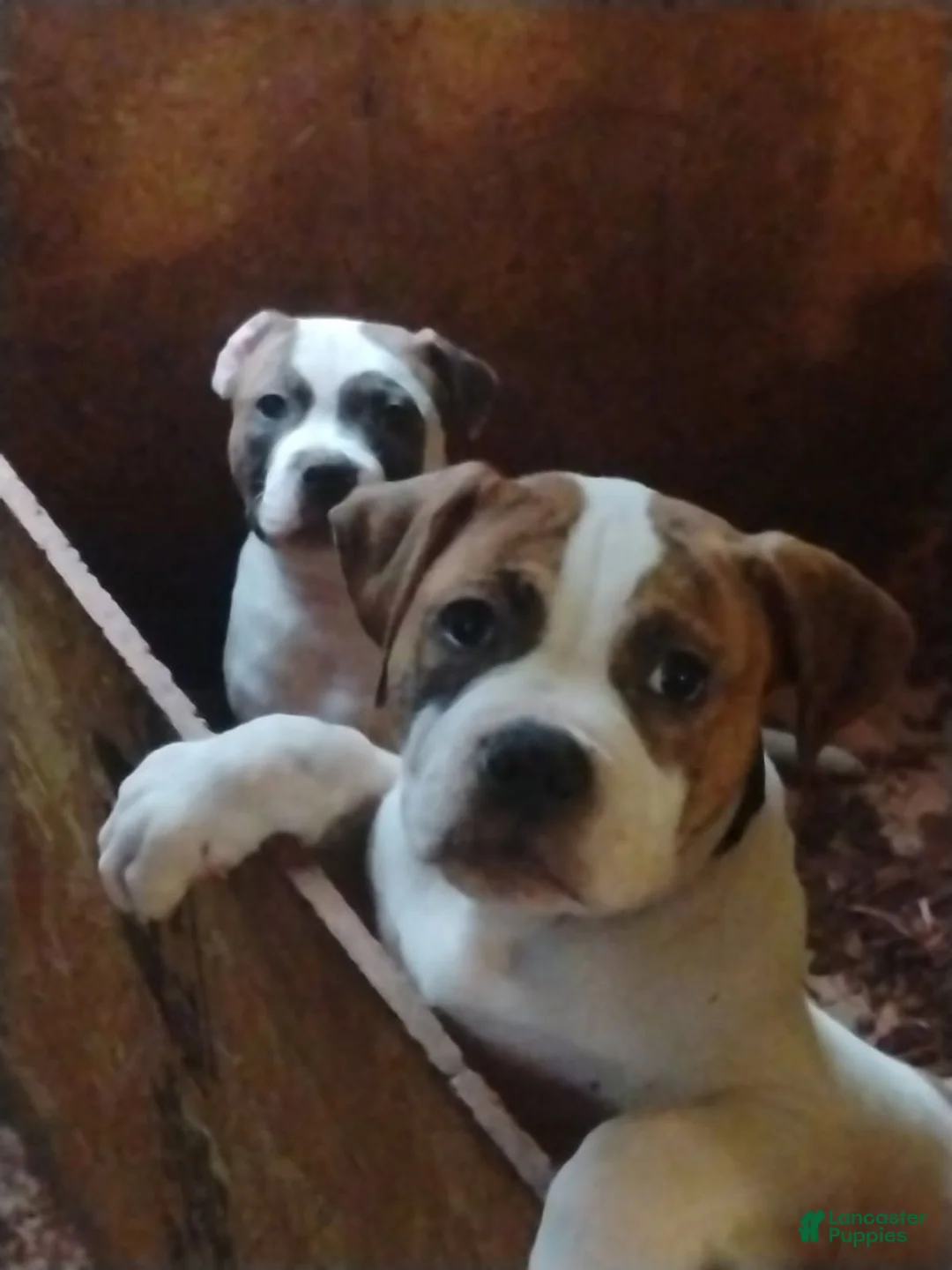 American Bulldog dogs for sale: American Bulldog 2 - Ad 1