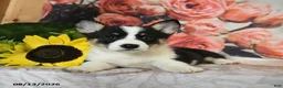 Welsh Corgi Pembroke dogs for sale: Lexi  - Ad 4