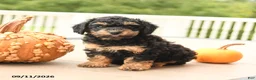Miniature Poodle dogs for sale: Pumpkin - Ad 4