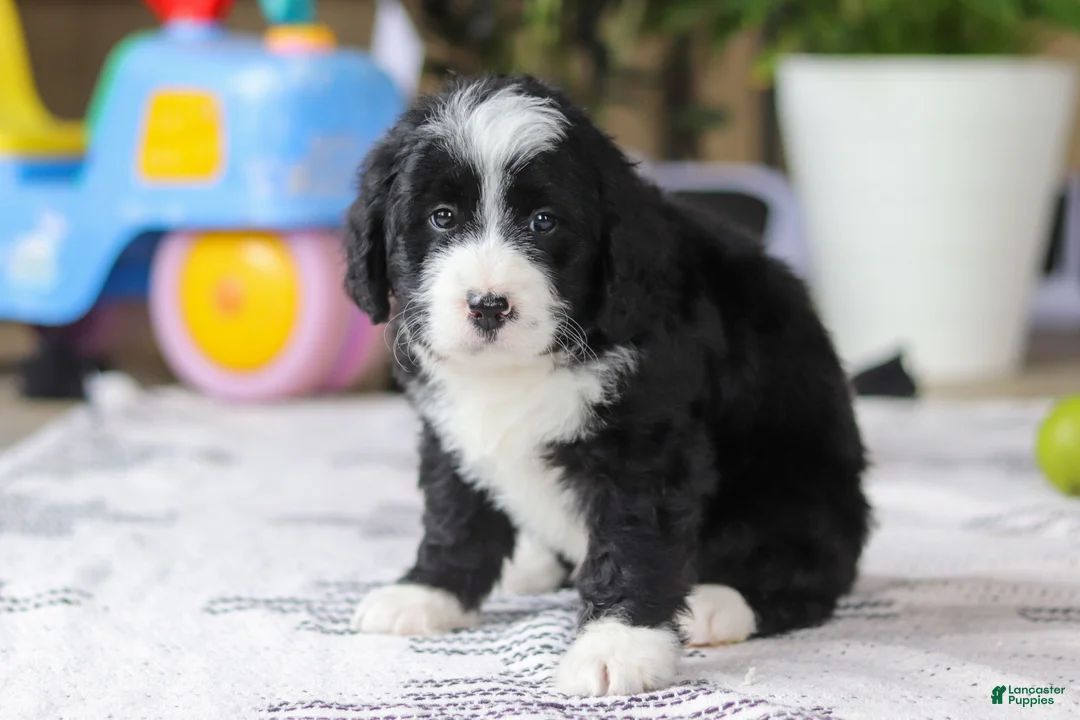 Bernedoodle dogs for sale: Jaxon - Ad 5