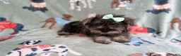 Miniature Schnauzer dogs for sale: Piper - Ad 3