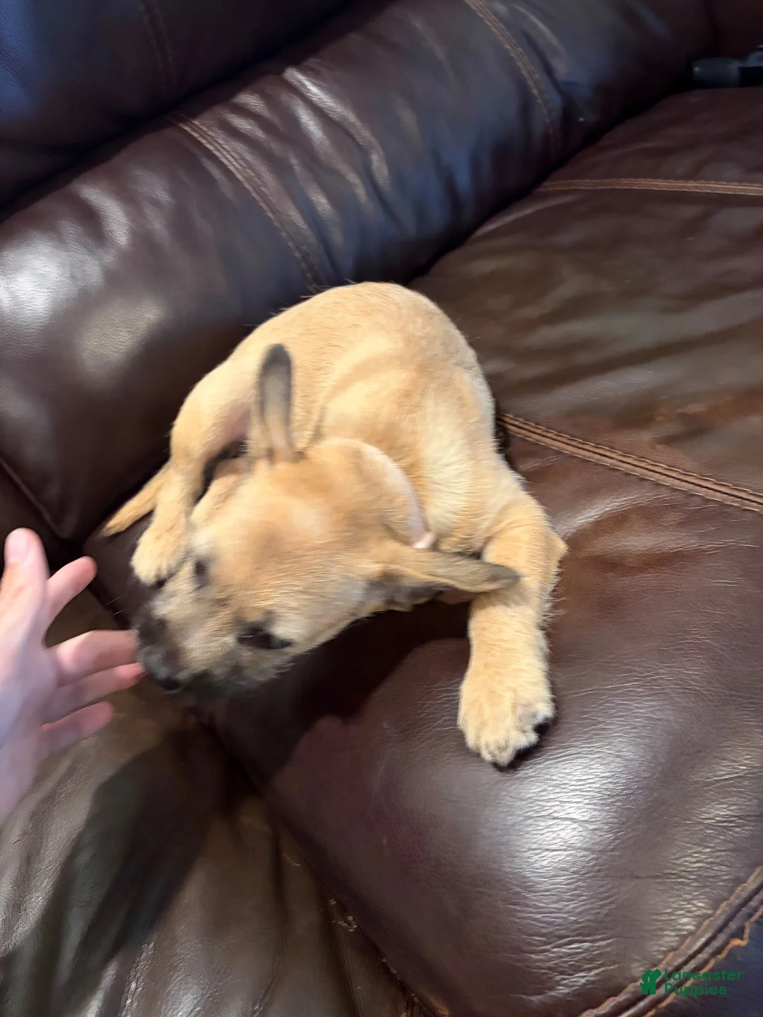 Mixed Breed dogs for sale: Mixed Breed 1 - Ad 2