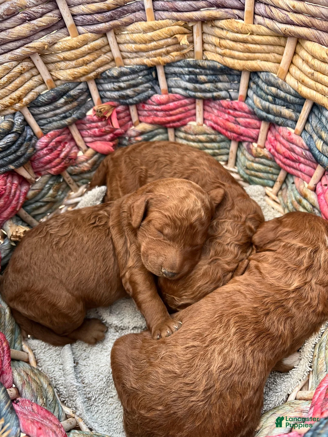 Goldendoodle dogs for sale: Robbie Medium-sized F1BB - Ad 14