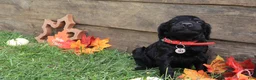 Goldendoodle dogs for sale: Finn - Ad 3