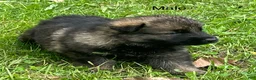 German Shepherd dogs for sale: German Shepherd 1 - Ad 2