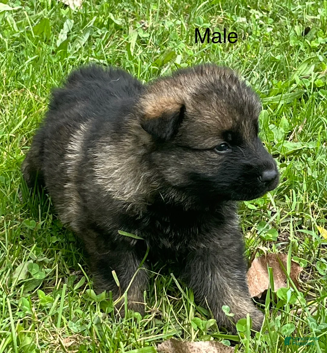 German Shepherd dogs for sale: German Shepherd 1 - Ad 2