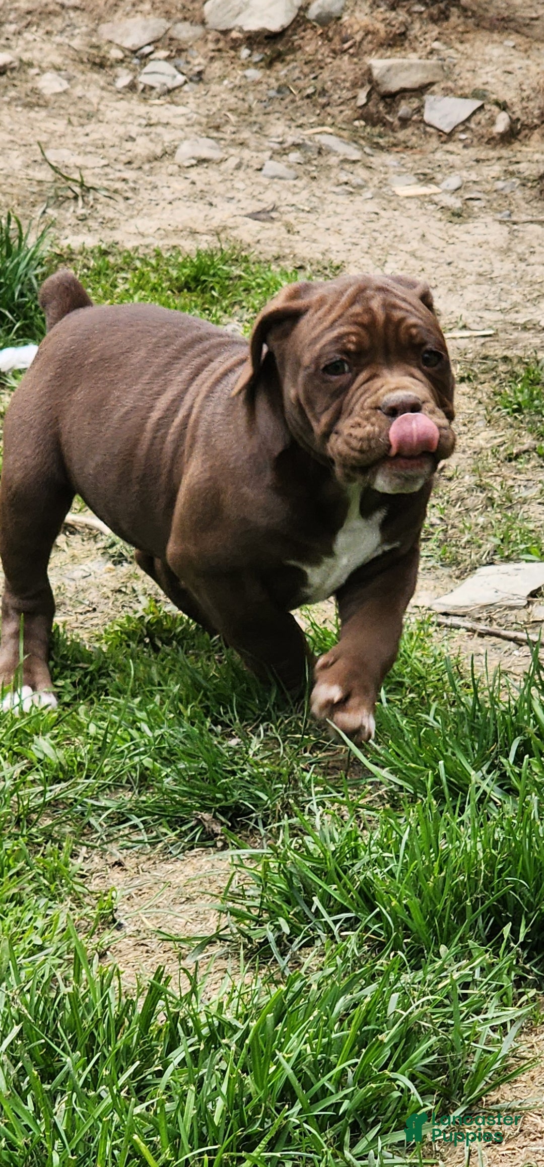 Olde English Bulldogge dogs Olde English Bulldogge Puppy 5 - Ad 1