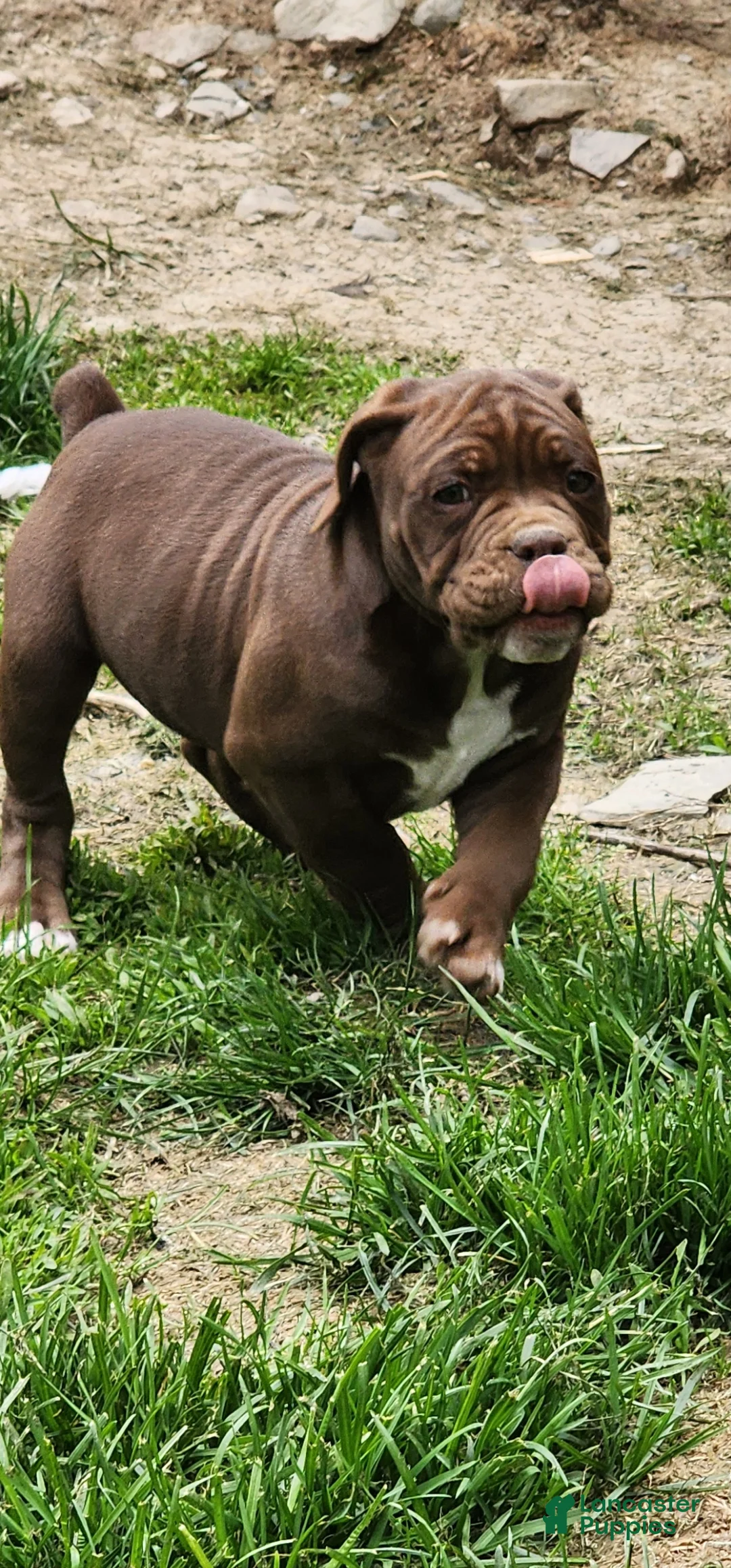 Olde English Bulldogge dogs for sale: Olde English Bulldogge Puppy 5 - Ad 1