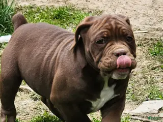 Olde English Bulldogge dogs for sale: Olde English Bulldogge Puppy 5 - Ad 1