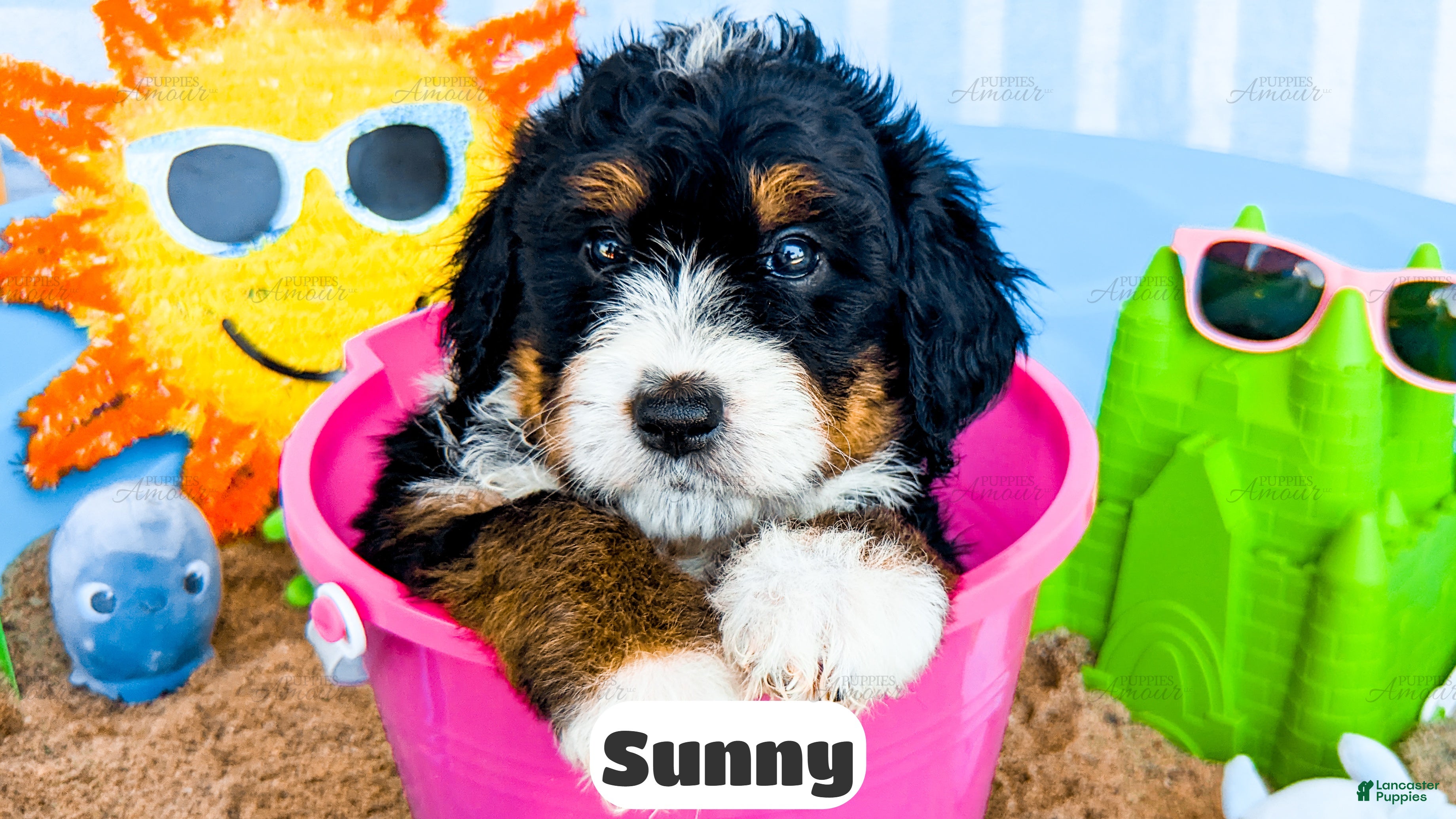 Bernedoodle dogs Sunny - Ad 1