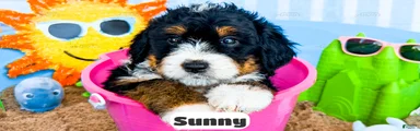 Sunny