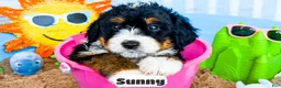 Bernedoodle dogs for sale: Sunny - Ad 1