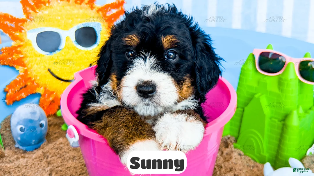 Bernedoodle dogs for sale: Sunny - Ad 1