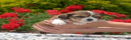 Mixed Breed dogs for sale: Birch - Ad 3