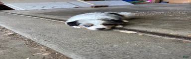 Australian Shepherd 5