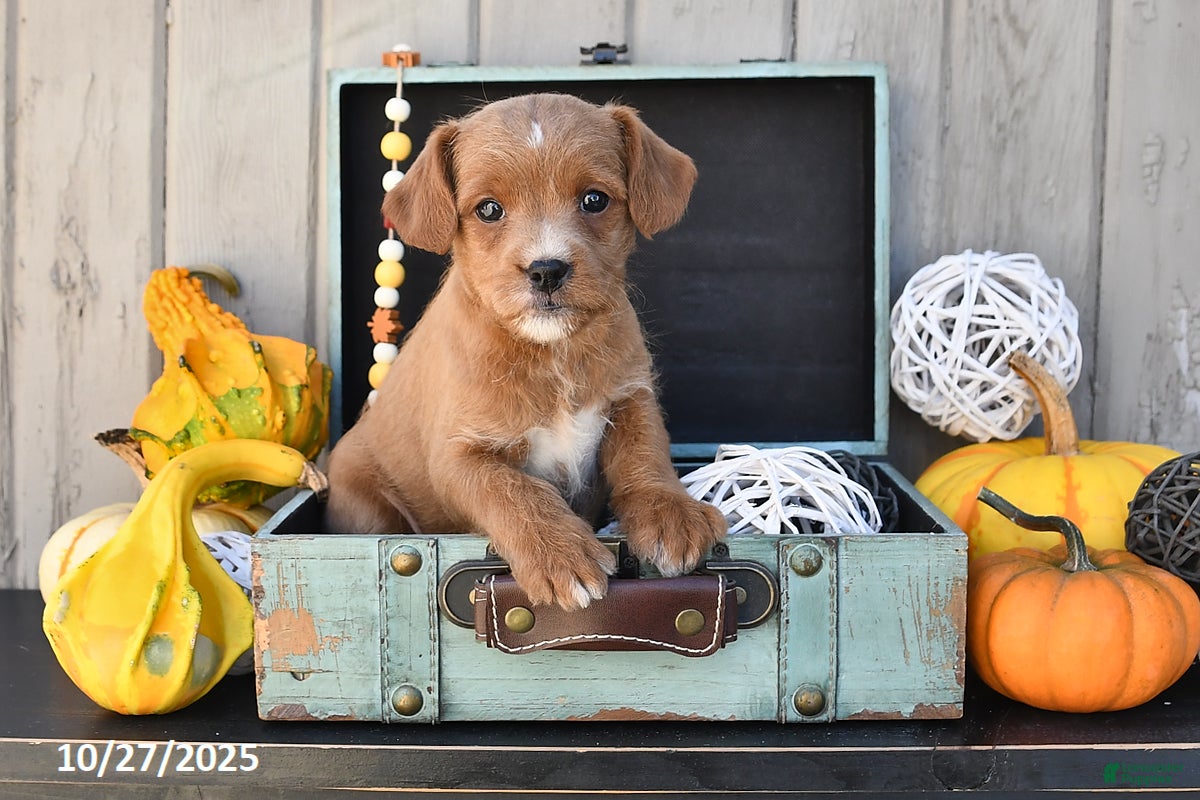 Mixed Breed dogs Tony - Ad 1