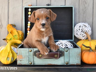 Mixed Breed dogs Tony - Ad 5