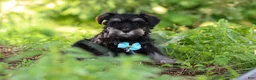 Miniature Schnauzer dogs for sale: Hunter - Ad 9