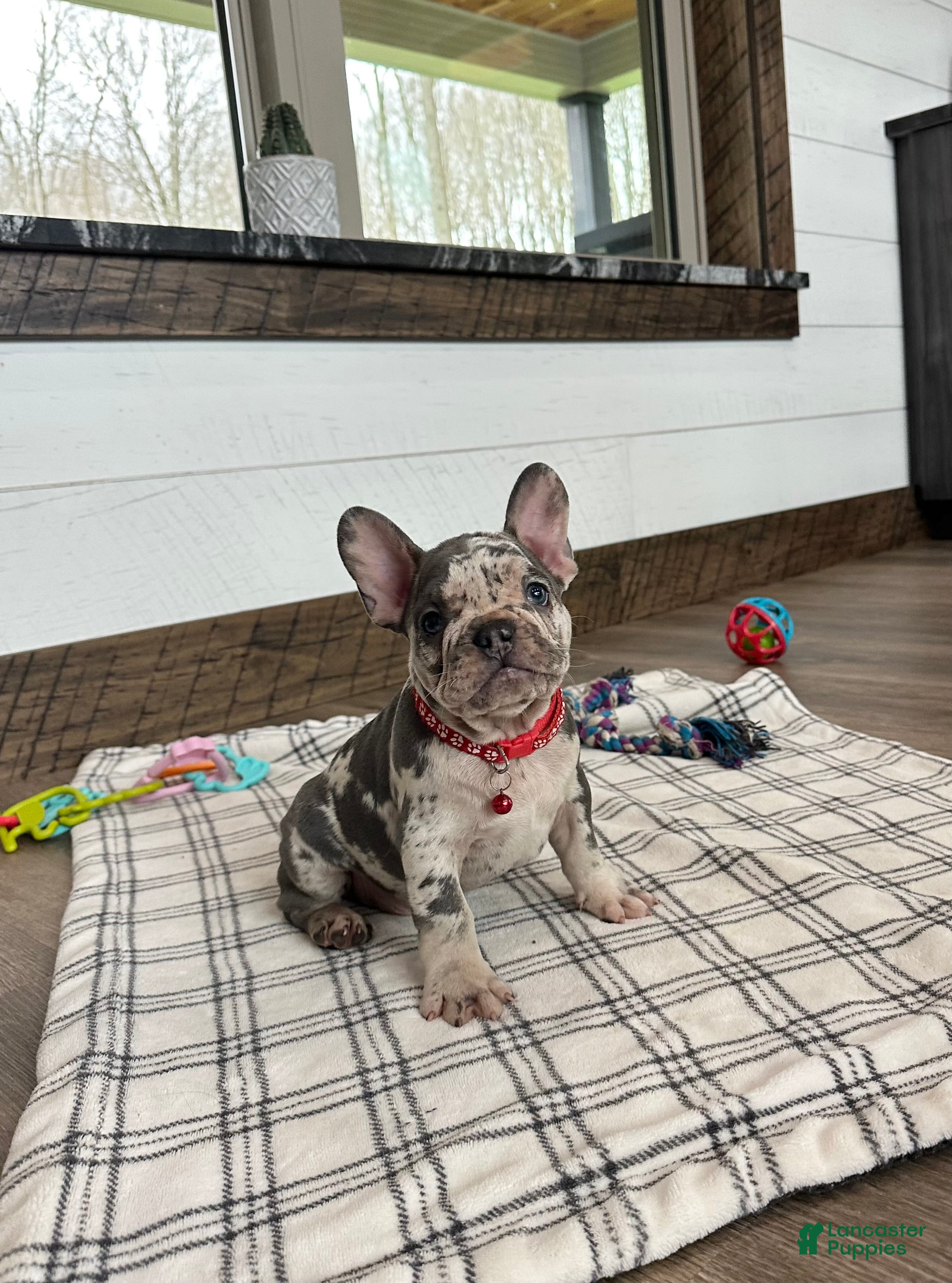 French Bulldog dogs Smokey  - Ad 2