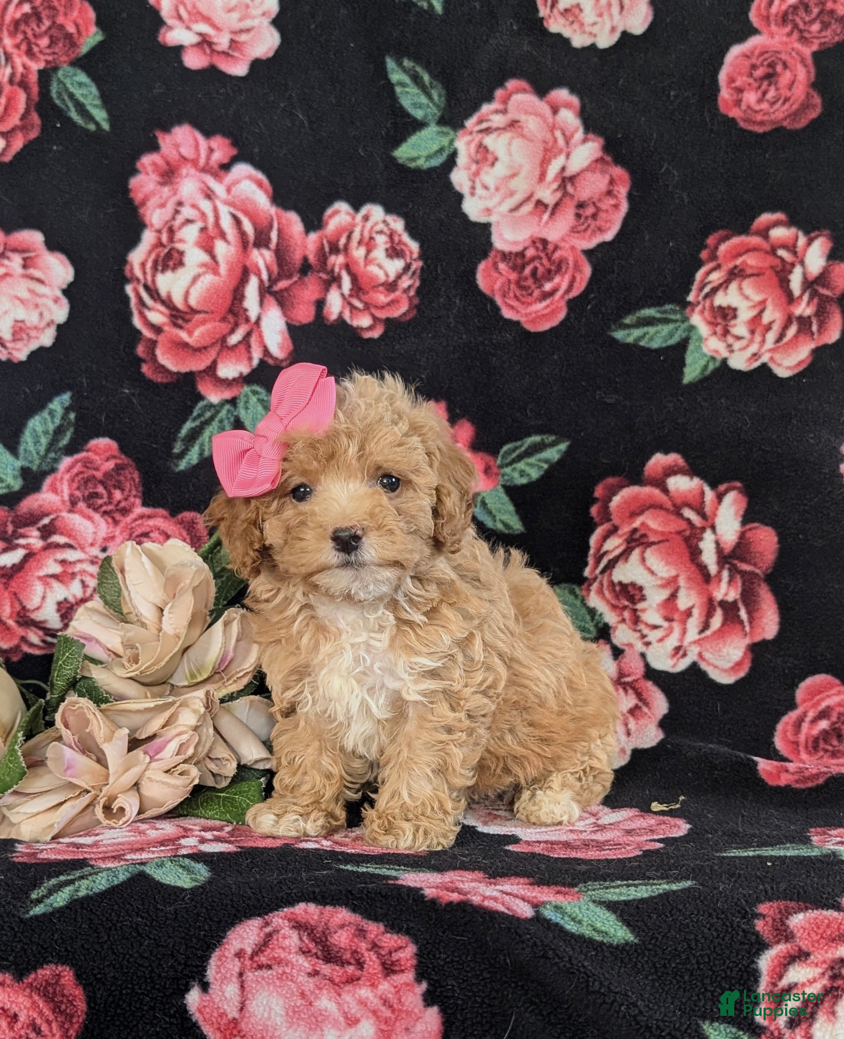 Bichpoo dogs Athena - Ad 1