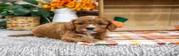 Cavapoo dogs for sale: Arrow - Ad 4