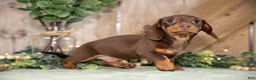 Miniature Dachshund dogs for sale: Aster - Ad 3