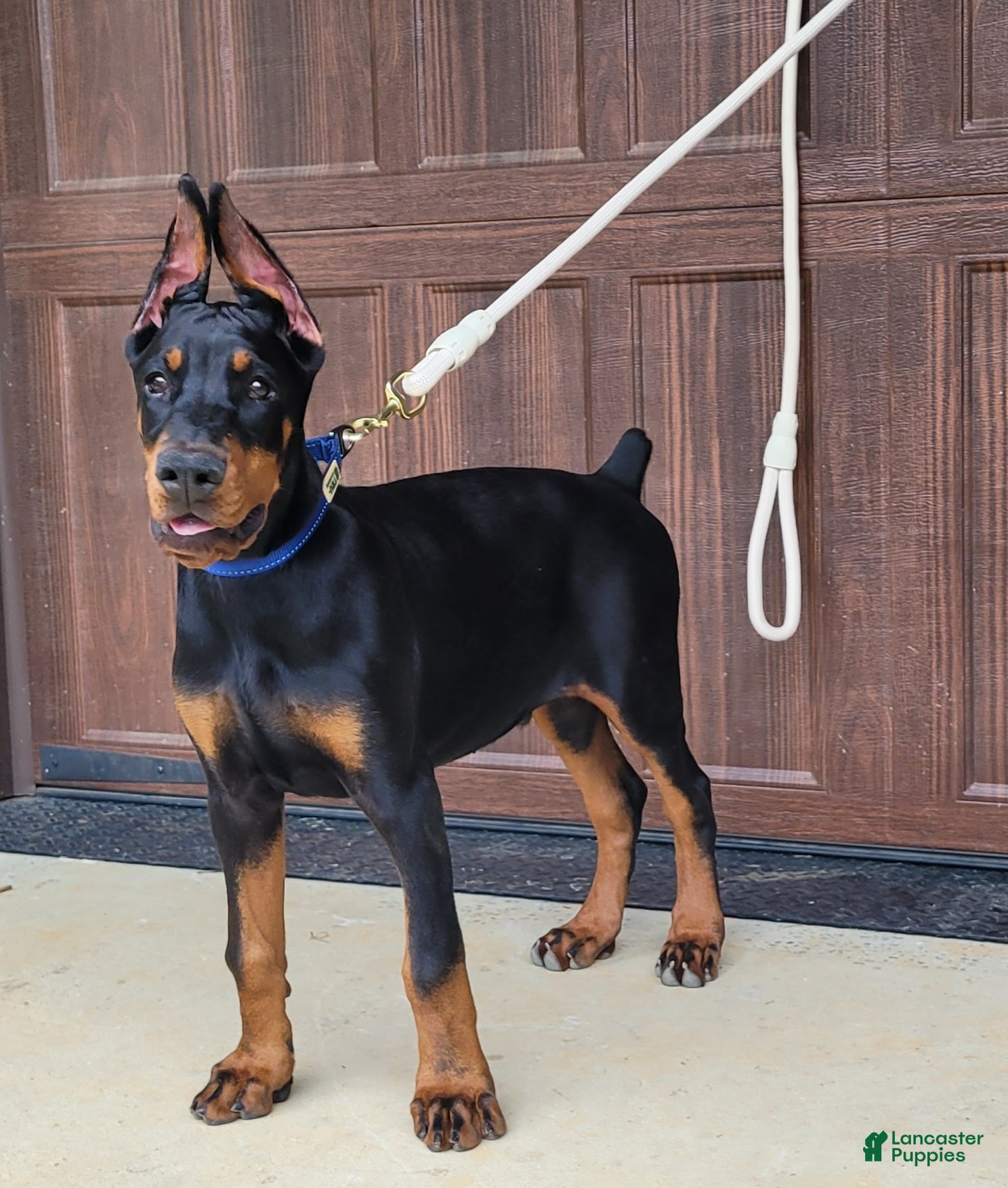 Doberman Pinscher dogs BLADE - Ad 36