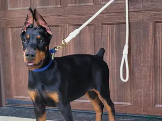 Doberman Pinscher dogs BLADE - Ad 19