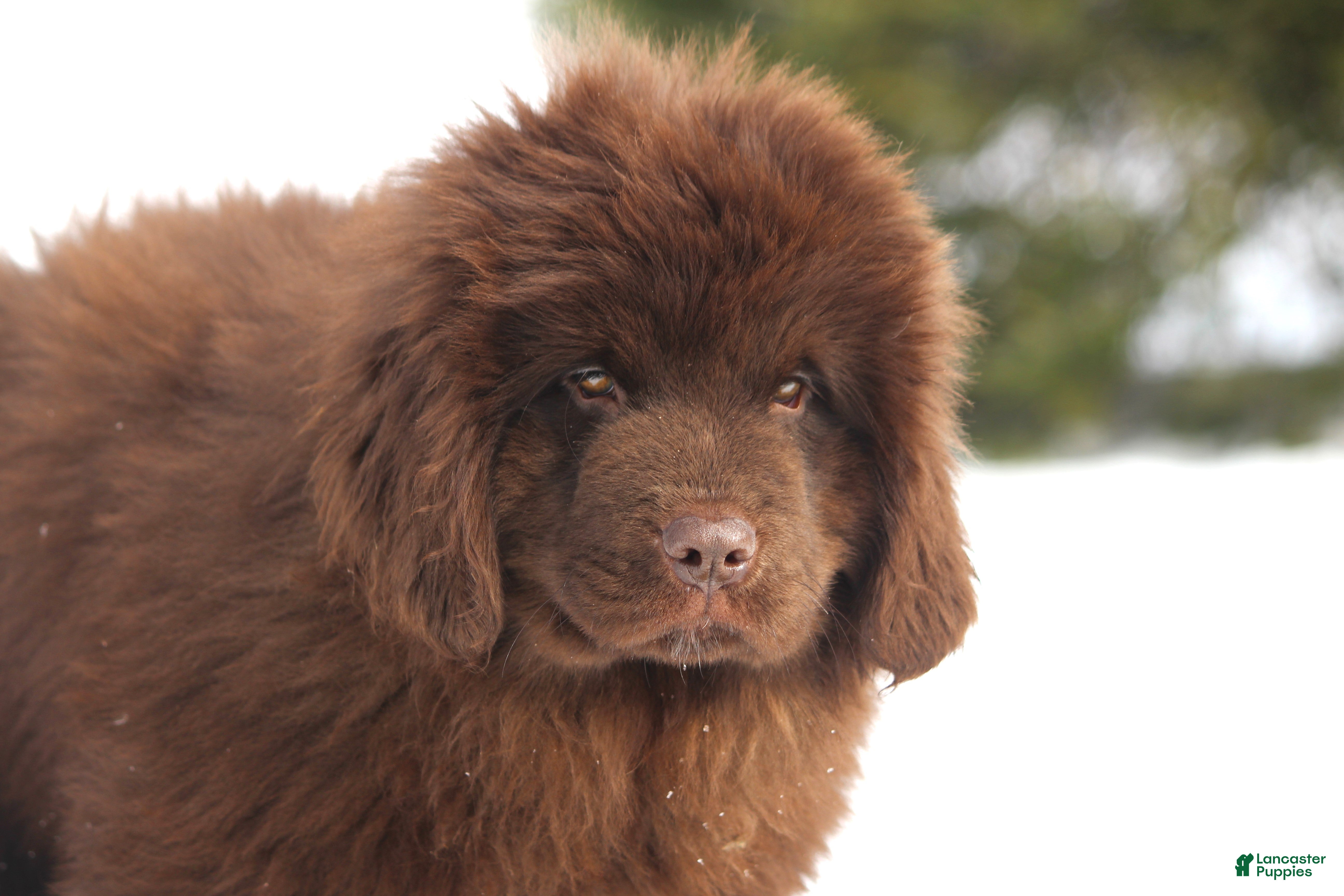 Newfoundland dogs Pansy  - Ad 1