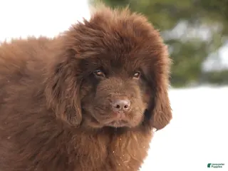 Newfoundland dogs Pansy - Ad 1