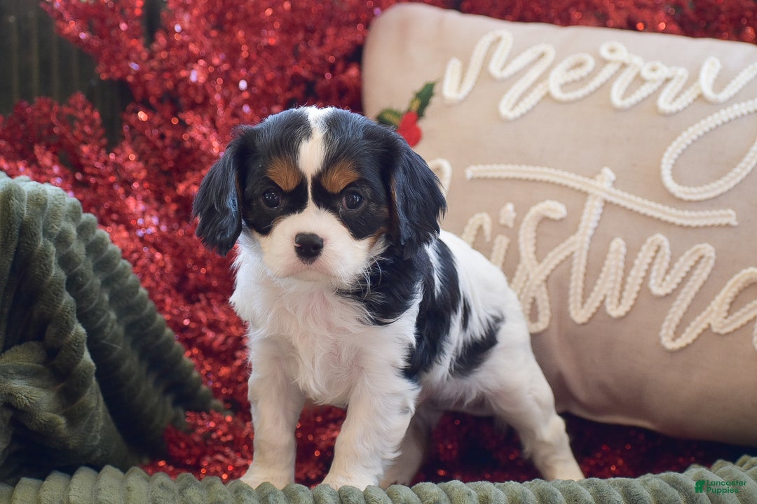 Cavalier King Charles Spaniel dogs for sale: Justin - Ad 3